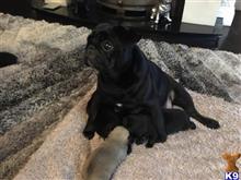 pug puppy posted by Jessica reynolds